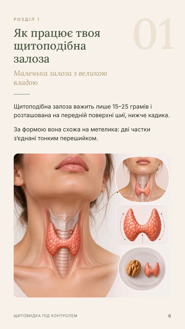 Сторінка 6: як працює щитоподібна залоза